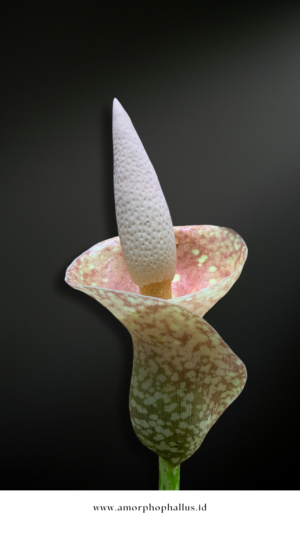 Amorphophallus muelleri
