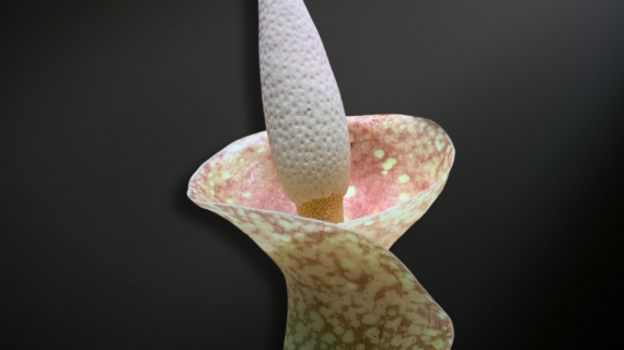 Amorphophallus muelleri — The Golden Veined Titan of Tropical Java