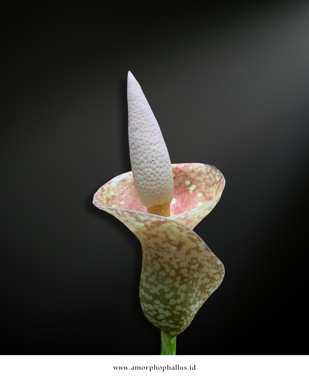 Amorphophallus muelleri