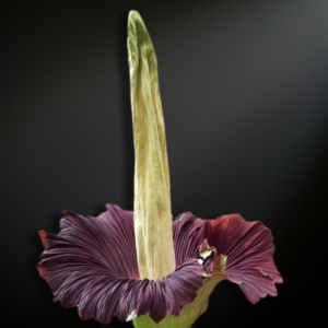 Amorphophallus titanum
