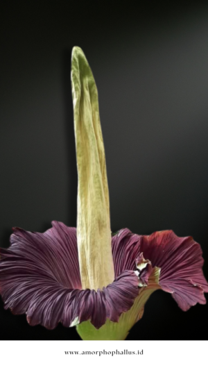Amorphophallus titanum