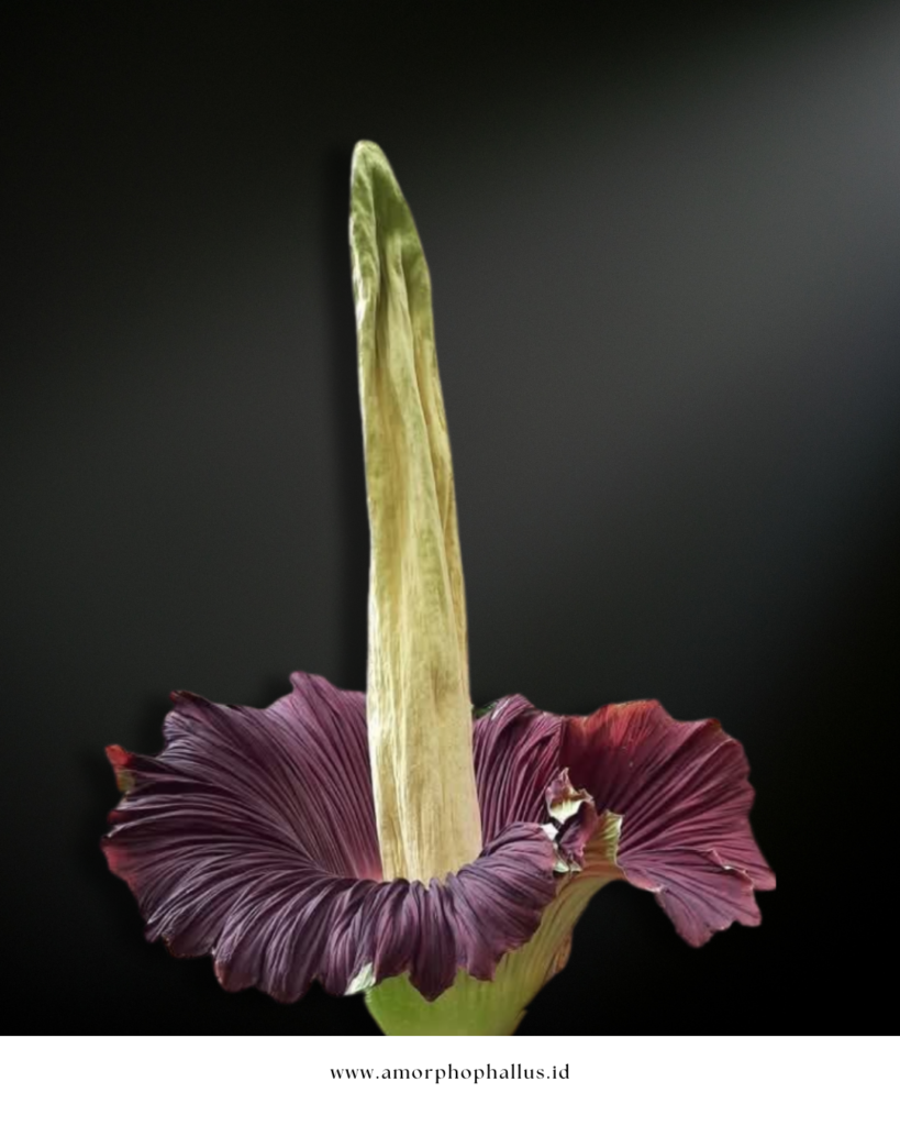 Amorphophallus titanum