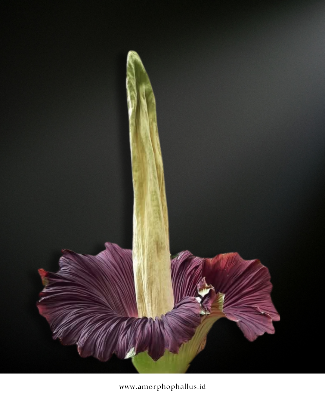 Amorphophallus titanum