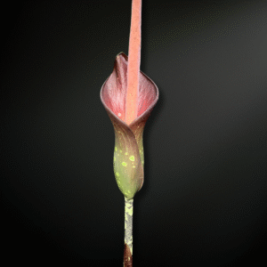 Amorphophallus borneensis