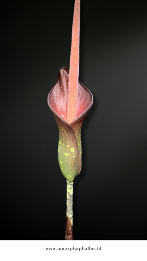 Amorphophallus borneensis