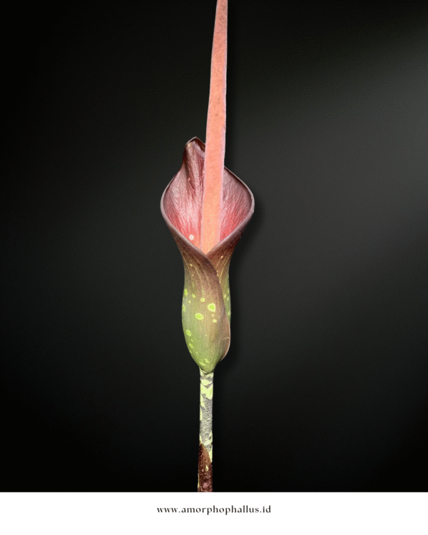 Amorphophallus borneensis