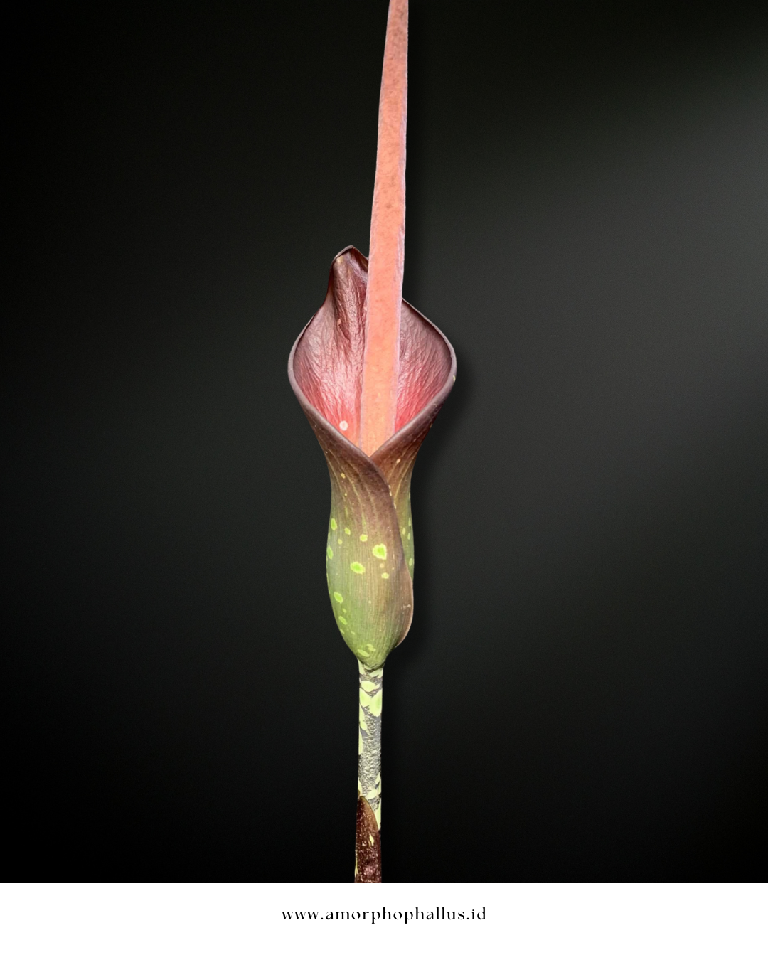 Amorphophallus borneensis
