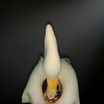 Amorphophallus prainii — A Shadowed Jewel of the Tropical Understory