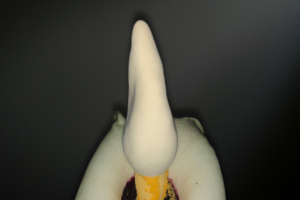 Amorphophallus prainii — A Shadowed Jewel of the Tropical Understory