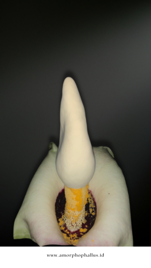 amorphophallus prainii