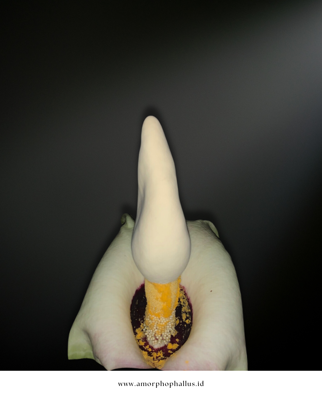 amorphophallus prainii