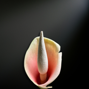 Amorphophallus bulbifer