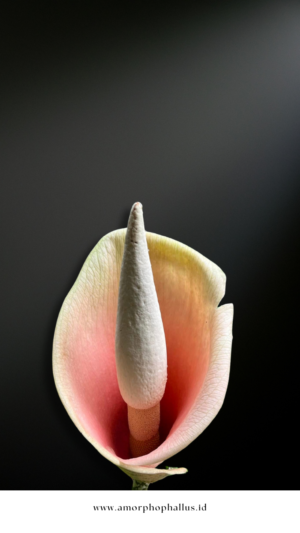 Amorphophallus bulbifer