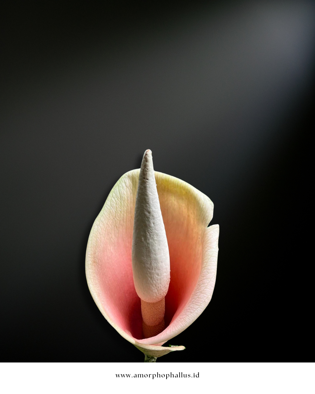 Amorphophallus bulbifer