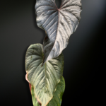 Anthurium moodeanum — The Dark-Foliaged Phantom of Tropical Collections