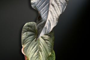 Anthurium moodeanum — The Dark-Foliaged Phantom of Tropical Collections