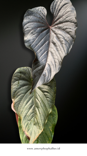 Anthurium moodeanum