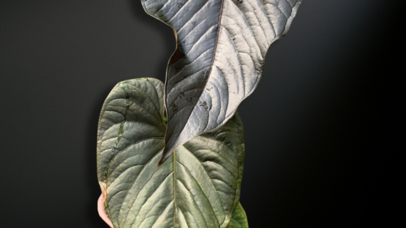 Anthurium moodeanum — The Dark-Foliaged Phantom of Tropical Collections