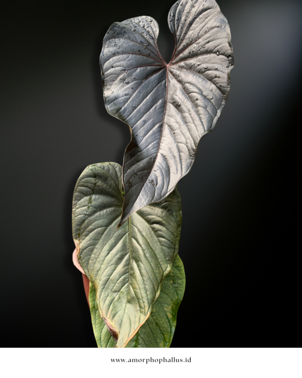 Anthurium modeanum