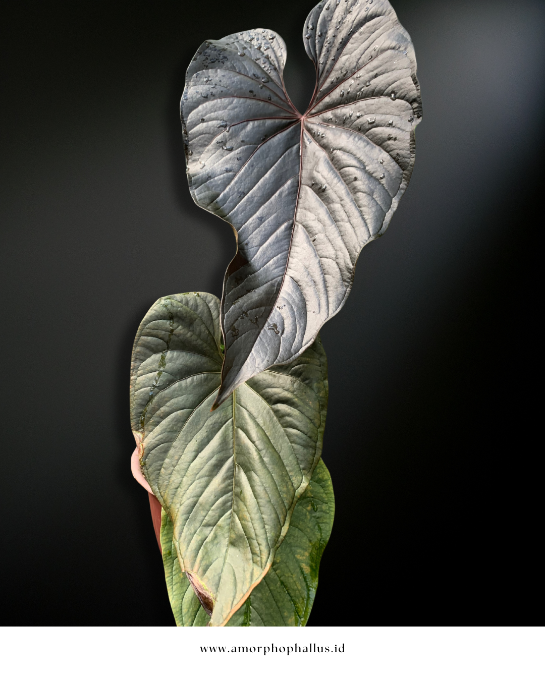 Anthurium modeanum
