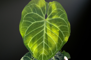 Anthurium regale ‘Silver Bone’ — The Velvet Sovereign of the Tropical Understory