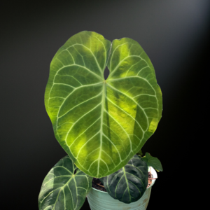 Anthurium regale ‘Silver Bone’