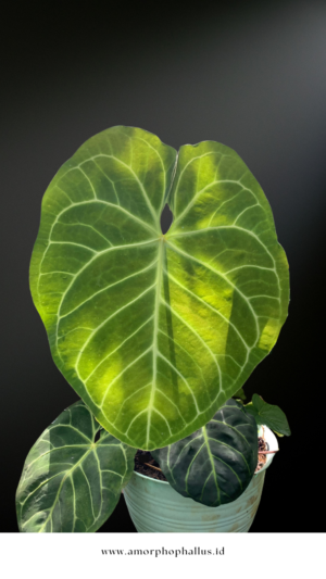 Anthurium regale ‘Silver Bone’