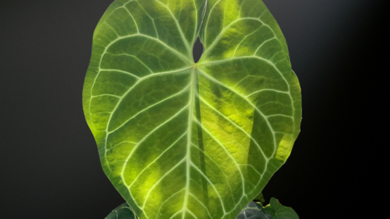 Anthurium regale ‘Silver Bone’ — The Velvet Sovereign of the Tropical Understory