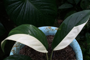 Epipremnum papuanum Variegata — The Marbled Climber of Papuan Rainforests