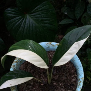 Epipremnum papuanum variegata