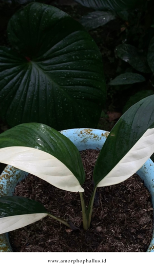 Epipremnum papuanum variegata