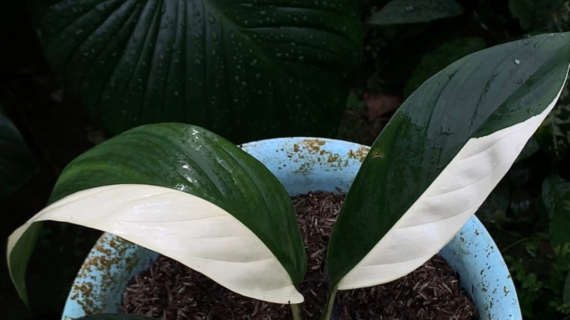Epipremnum papuanum Variegata — The Marbled Climber of Papuan Rainforests
