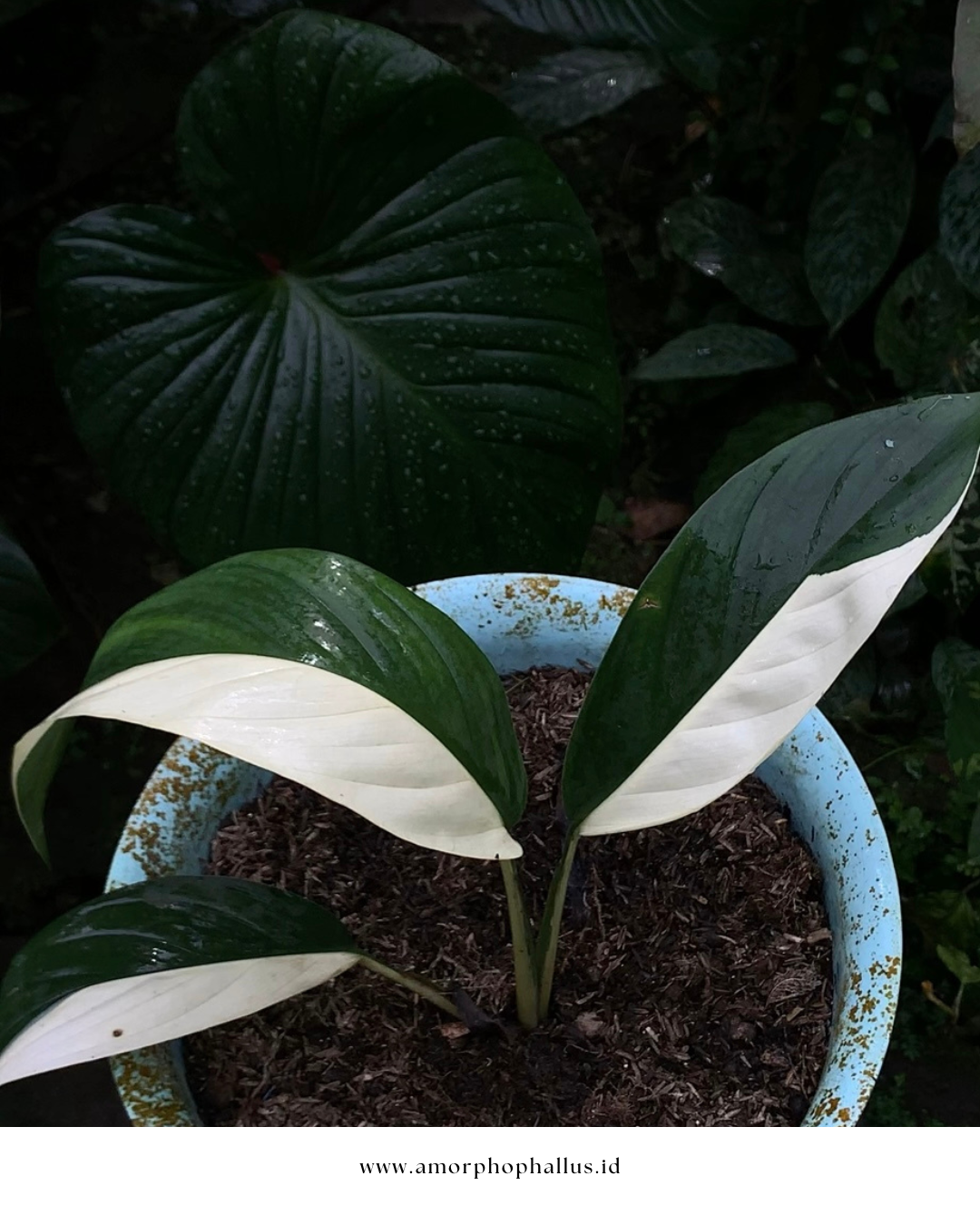 Epipremnum papuanum variegata