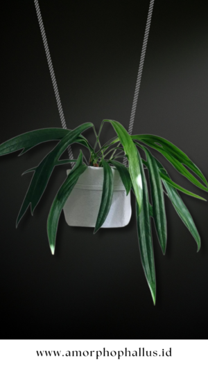 Anthurium bakeri