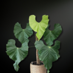 Anthurium balaoanum — The Velvety Sentinel of Ecuadorian Rainforests