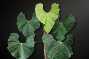 Anthurium balaoanum — The Velvety Sentinel of Ecuadorian Rainforests