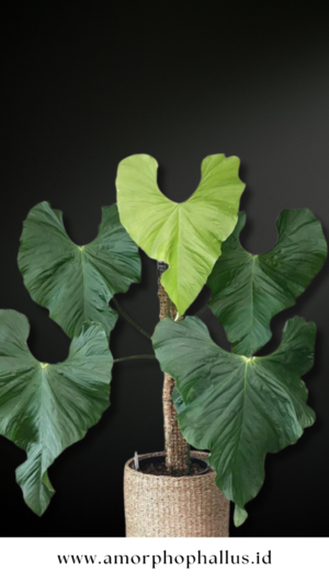 Anthurium balaoanum