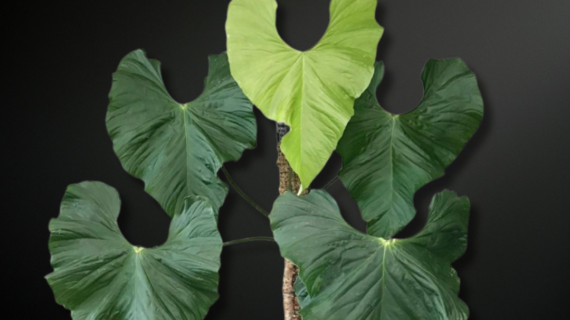 Anthurium balaoanum — The Velvety Sentinel of Ecuadorian Rainforests