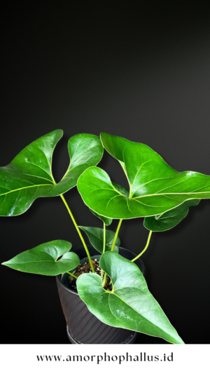 Anthurium brownii