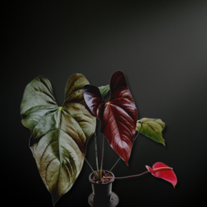 Anthurium chamberlainii