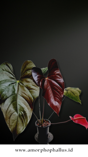 Anthurium chamberlainii