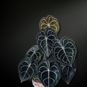 Anthurium clarinervium