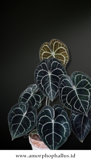 Anthurium clarinervium
