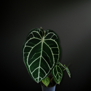 Anthurium crystalinum