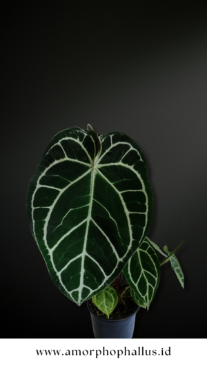 Anthurium crystalinum
