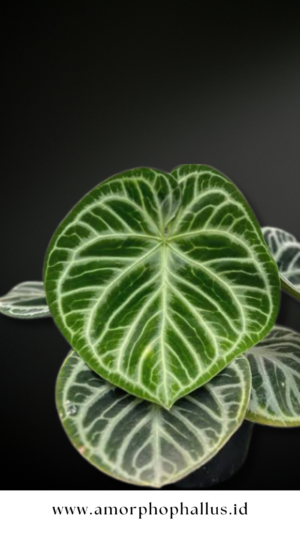 Anthurium dorayaki