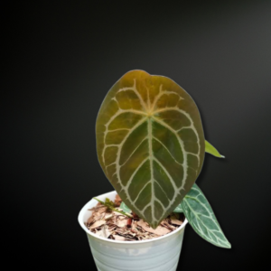 Anthurium forgetii