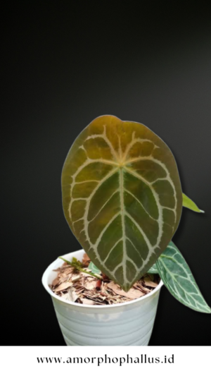 Anthurium forgetii