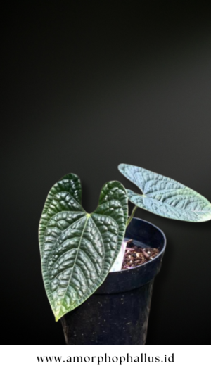Anthurium luxurians
