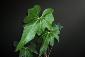 Anthurium macrolobium — The Deep-Lobed Sentinel of Tropical Rainforests